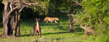 Hoteles cerca de Parque nacional de Yala