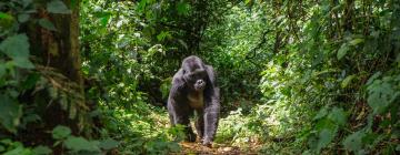 Hotels near Mgahinga Gorilla National Park