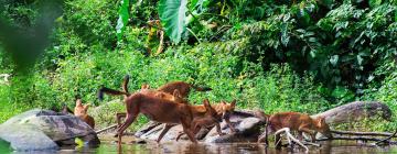 Hoteles cerca de Parque Nacional de Khao Yai