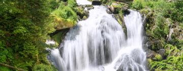 Hôtels près de : Cascades de Triberg