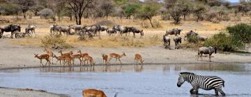 Kruger-Nationalpark: Hotels in der Nähe