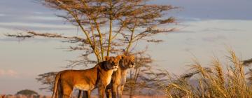 Hoteles cerca de Parque Nacional del Serengeti