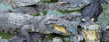 Hotels near Everglades Alligator Farm
