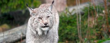 ボロース動物園周辺のホテル