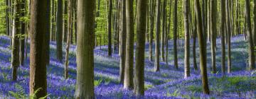 Bluebell-Wald: Hotels in der Nähe