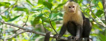 Zvierací park Monkey World – hotely v okolí