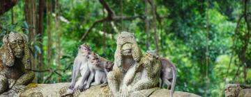 Ubudo beždžionių miškas: viešbučiai netoliese
