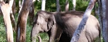 Hotel berdekatan dengan Taman Negara Bandipur