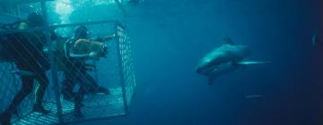 Hoteli u blizini znamenitosti 'Shark Cage Diving Gansbaai'