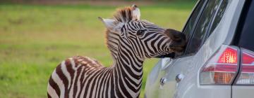 Hotelek az African Lion Safari állatkert közelében