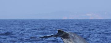 فنادق بالقرب من Whale Watching Mirissa