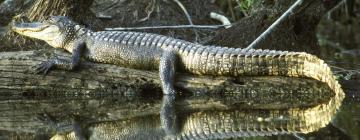 Corkscrew Swamp Sanctuary: отели поблизости