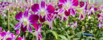 Siriphon Orchid Farm – hotellit lähistöllä
