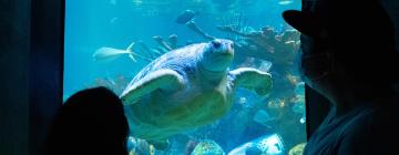 Hotelek a New England Aquarium közelében