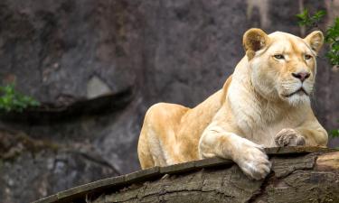 Hoteller nær Ouwehands dyrepark