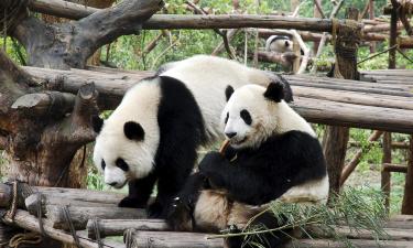 Hotellid huviväärsuse Hiidpandade uurimiskeskus Chengdu Panda Base lähedal