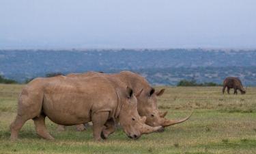 索利歐野生動物保護區（Solio Game Reserve）附近的飯店