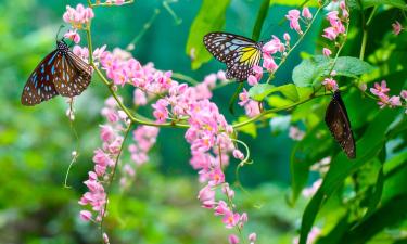 Malaccan perhosten ja matelijoiden suojelualuea – hotellit lähistöllä