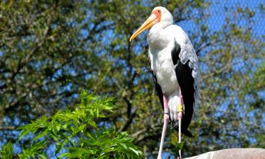Jacksonville Zoo & Gardens – hotely v okolí