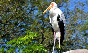 Hoteller i nærheden af Jacksonville Zoo Gardens