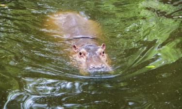 Toledo Zoo: hotel