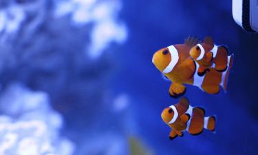 Ålesund Aquarium yakınındaki oteller