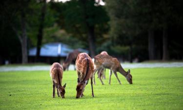 Hoteller i nærheden af Nara Park