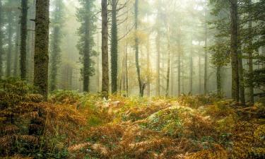 Hótel nærri kennileitinu Brocéliande-skógurinn