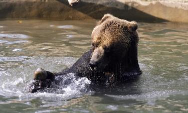 Hoteles cerca de Zoológico de Toronto