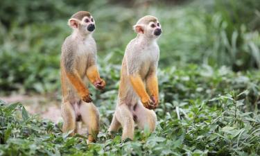 Hoteles cerca de Monkeyland Primate Sanctuary
