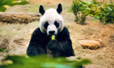 台北市立動物園附近的飯店