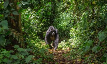 Hotels near Mgahinga Gorilla National Park