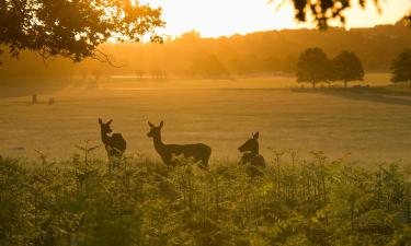 Hotel dekat Taman Richmond Park