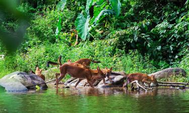 Hoteller nær Khao Yai nasjonalpark