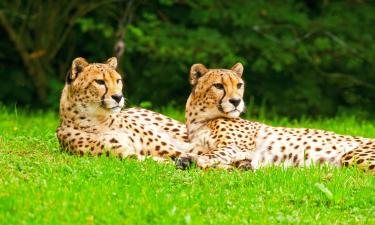 チェスター動物園周辺のホテル