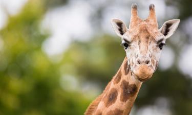 Zoologijos sodas „Parc Safari“: viešbučiai netoliese