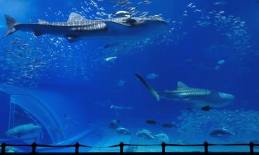 Hoteles cerca de Acuario Churaumi