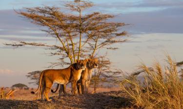 Mga hotel malapit sa Serengeti National Park