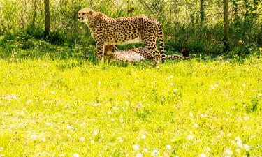 Zoologijos sodas „Parken“: viešbučiai netoliese