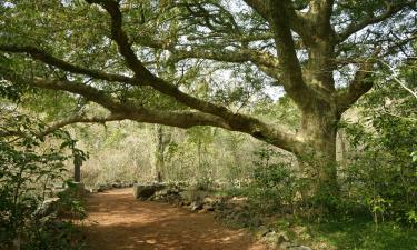 Hotels near Bijarim Forest