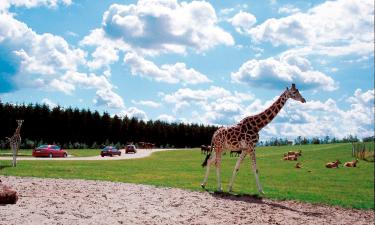 Hoteller i nærheden af Givskud Zoo