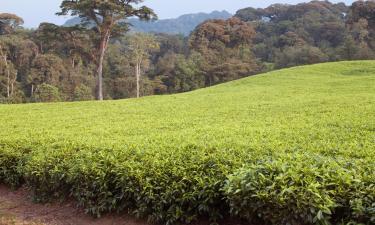Hotels near Nyungwe Forest National Park