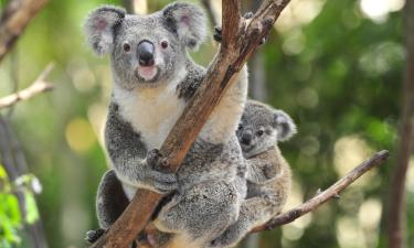 Australia Zoo -eläintarha – hotellit lähistöllä