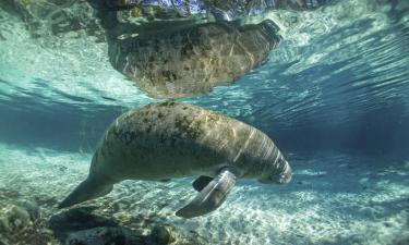 Hoteles cerca de Parque Ginnie Springs