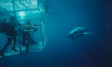 Hotelek Shark Cage Diving Gansbaai közelében