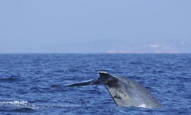 Whale Watching Mirissa周辺のホテル