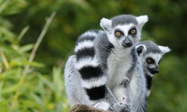 トゥーロパルク動物園周辺のホテル