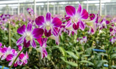 Siriphon Orchid Farm: viešbučiai netoliese