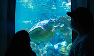 新英格蘭水族館附近的飯店