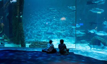 美國水族館（Aquarium of the Americas）附近的飯店